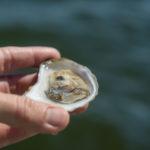nonesuch oyster tour
