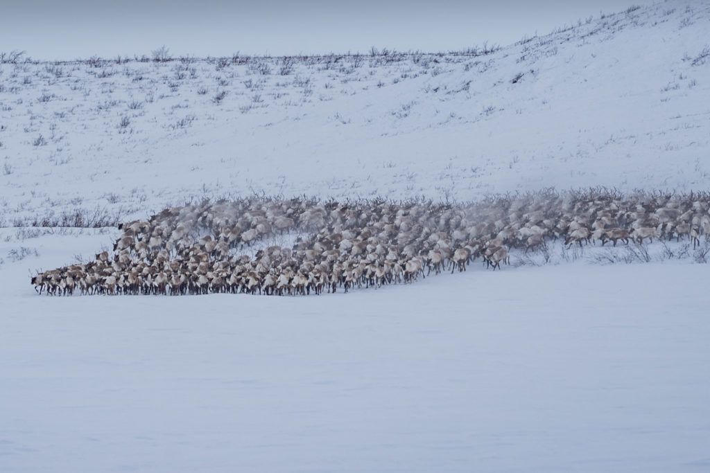 reindeer crossing ice road inuvik