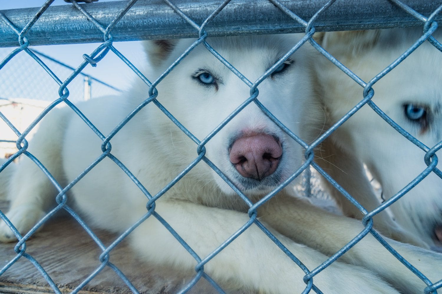 arctic adventure tour dog sledding