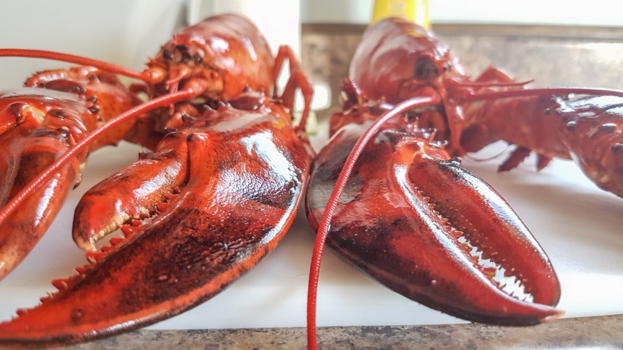 eat lobster new brunswick