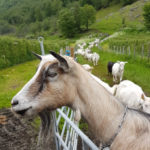 norway itinerary goat safari