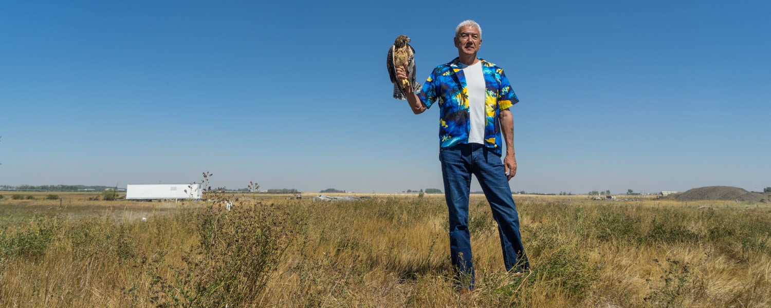 Alberta birds of prey hawk release tom jackson