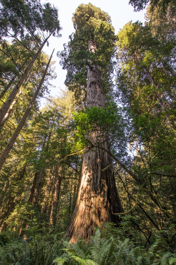 California Redwoods Adventure