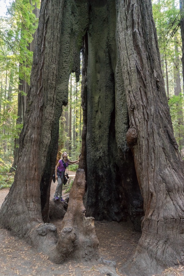 California Redwoods Adventure