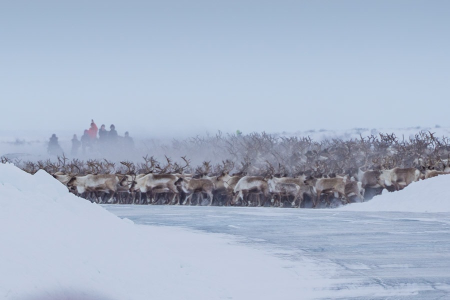 reindeer herding inuvik
