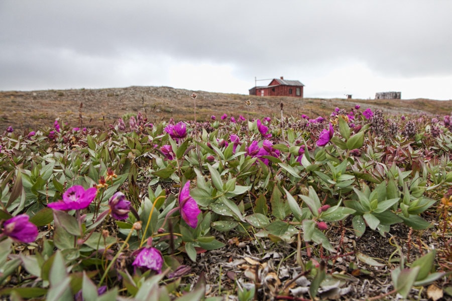 Wrangel Island Extreme destinations