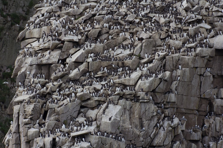 Wrangel Island Extreme destinations