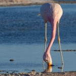 atacama desert tours flamingo