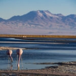atacama desert tours flamingos