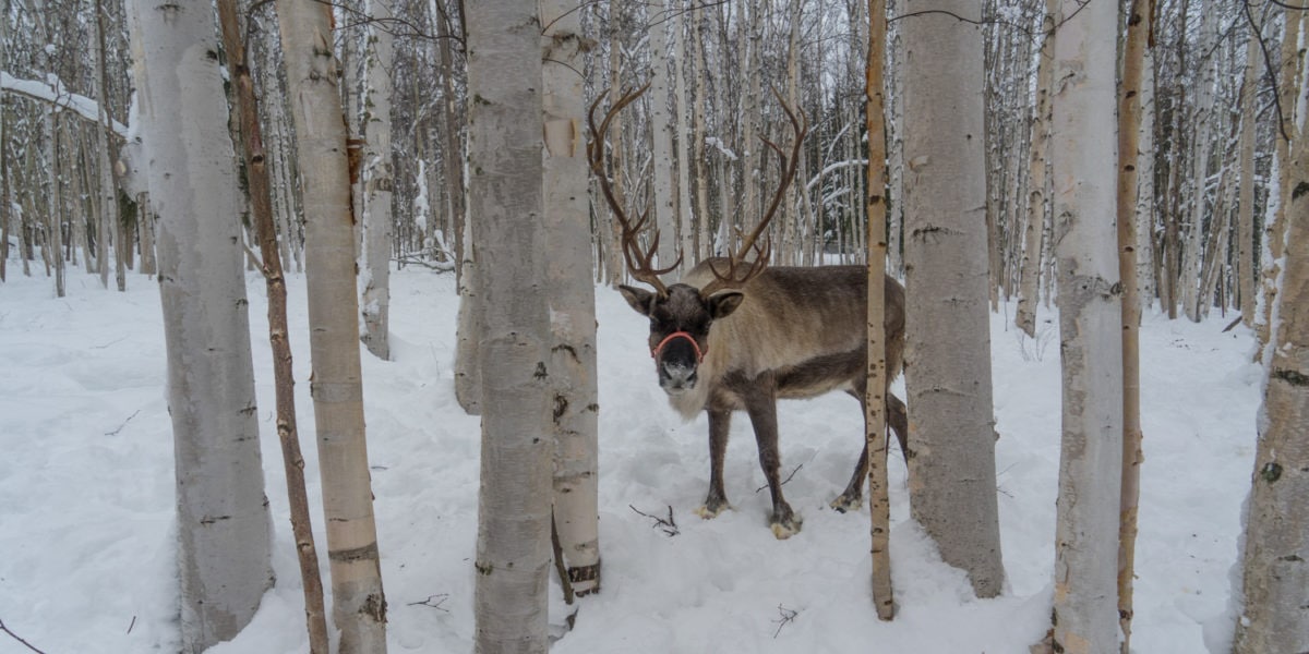 Fairbanks Alaska winter reindeer