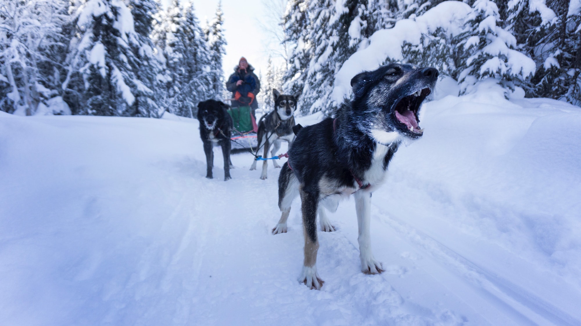 alaska dog sledding last frontier