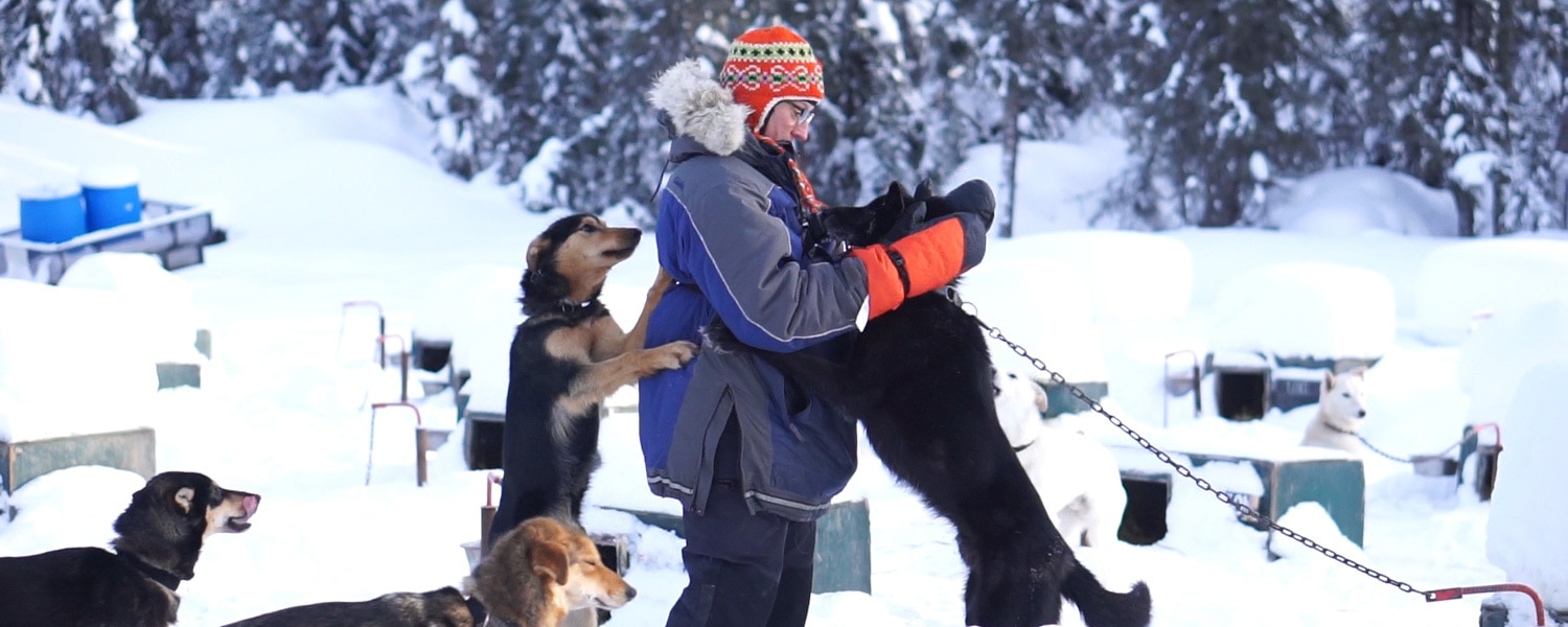 dog sledding alaska