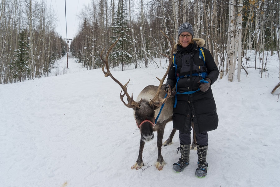 Fairbanks Winter reindeer