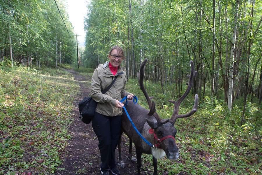 Walk with reindeer fairbanks alaska