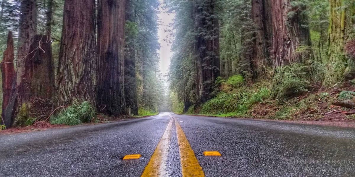 Best drives in the world northern california