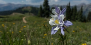 crested butte hiking wildflower