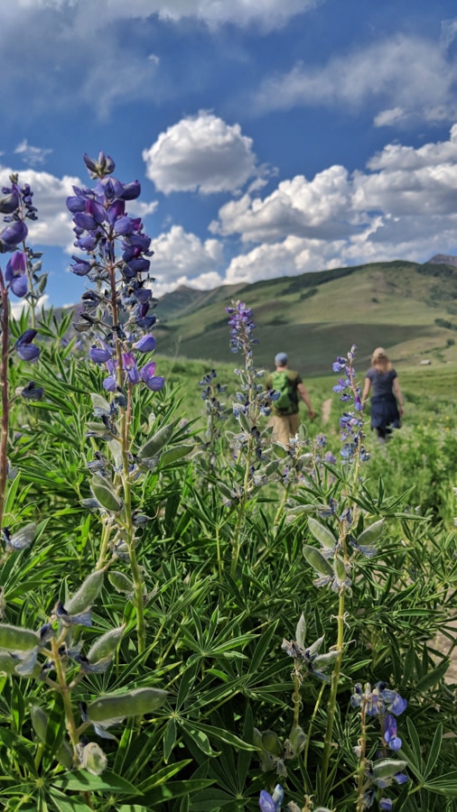 crested butte hiking wildflowers