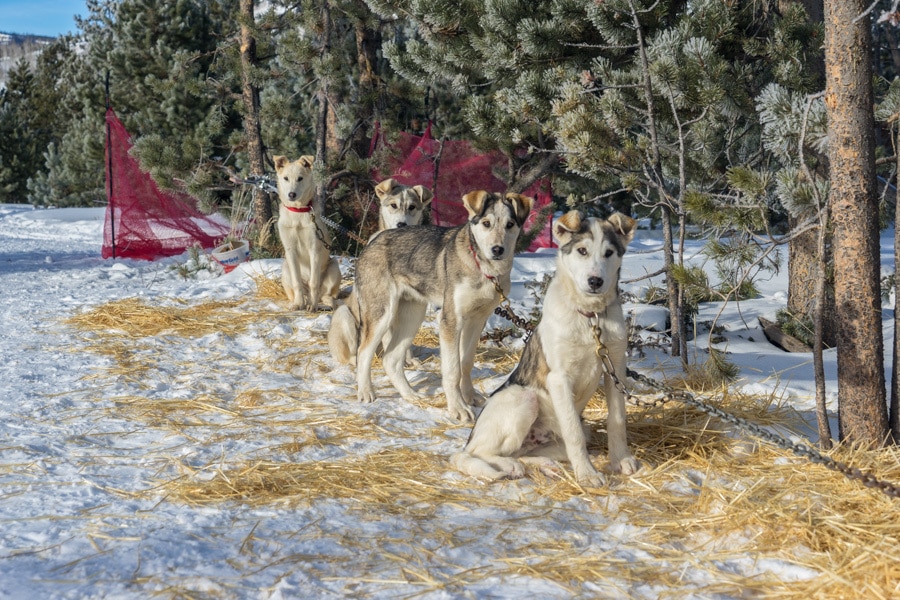 colorado dog sled puppies