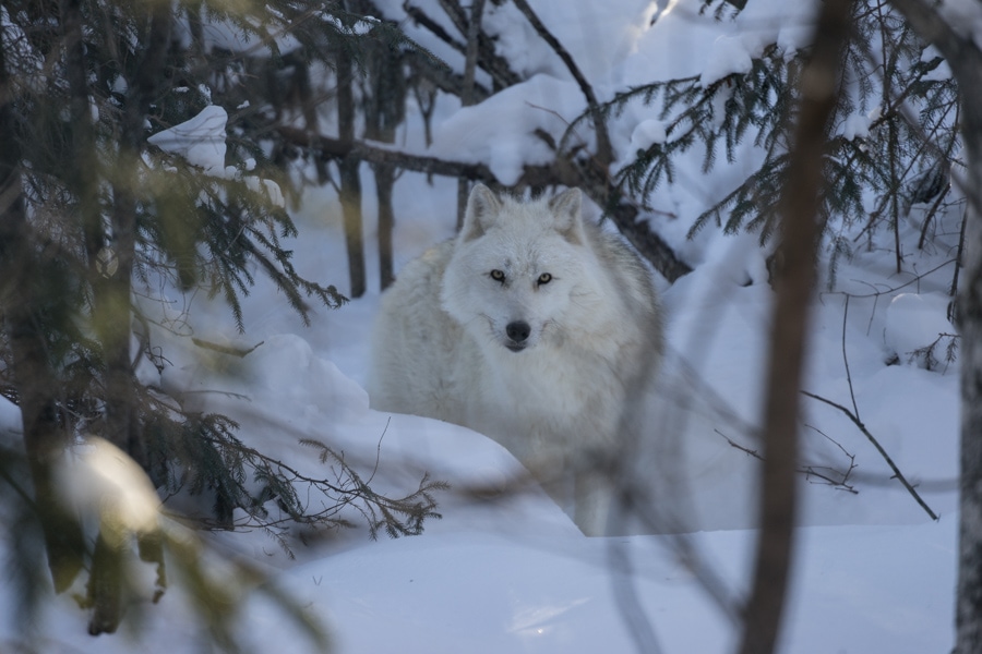 Quebec winter activities wolf packs