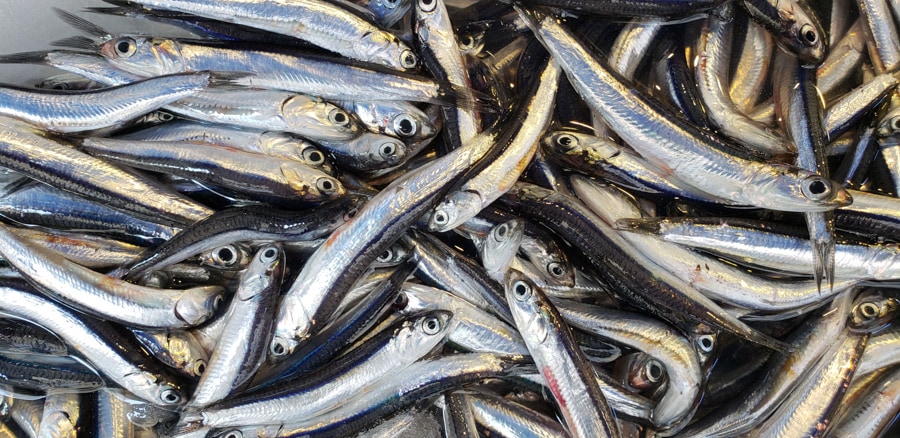 fish at the food market in Naples Italy