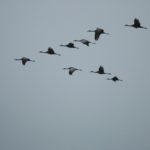 crane migration nebraska