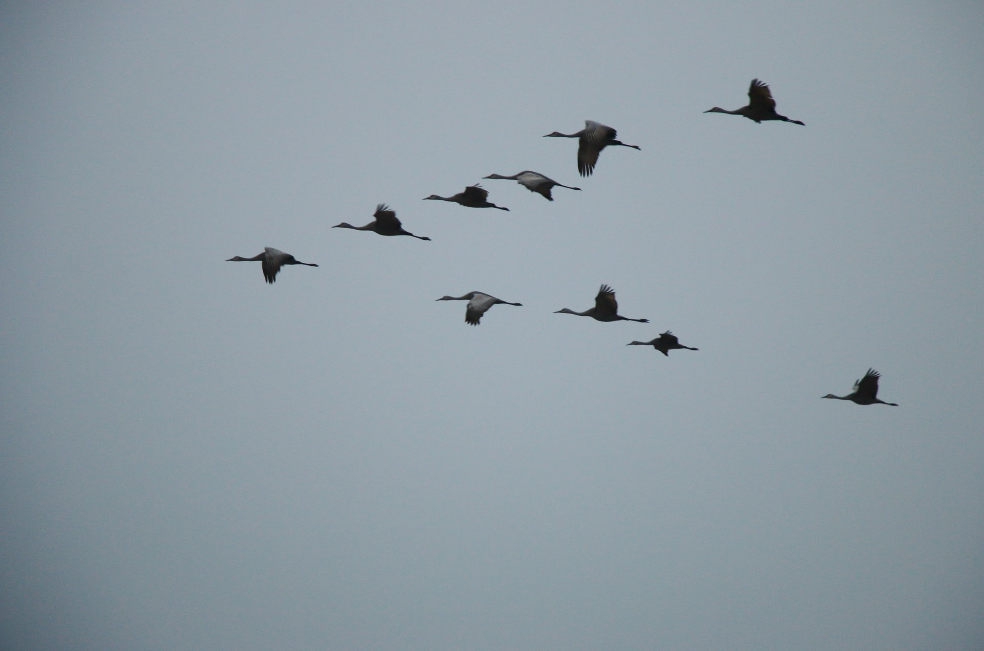 crane migration nebraska