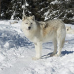 Wolf experince winter quebec
