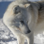 wolf experience quebec