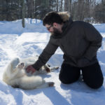 Quebec contact with wolves