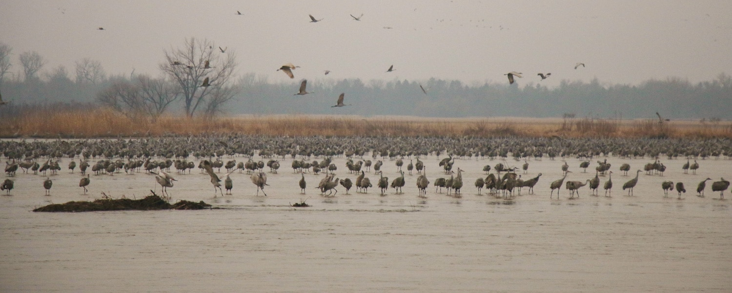 crane migration nebraska