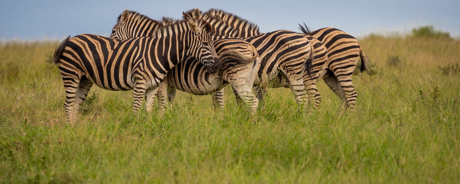 Zebras South Africa Safari