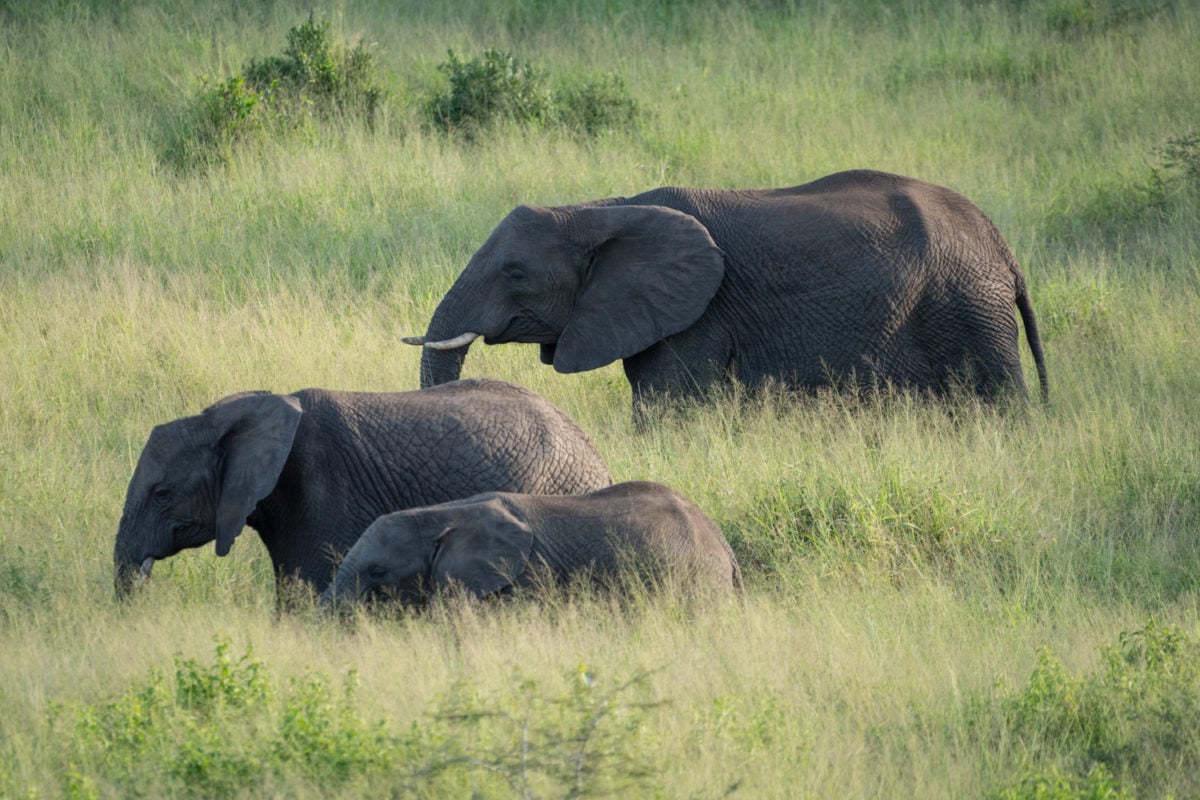 safari elephant photography