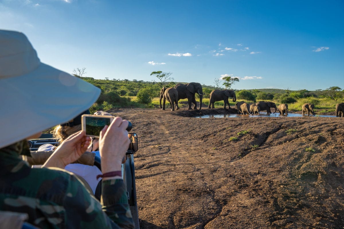 safari photography with phone