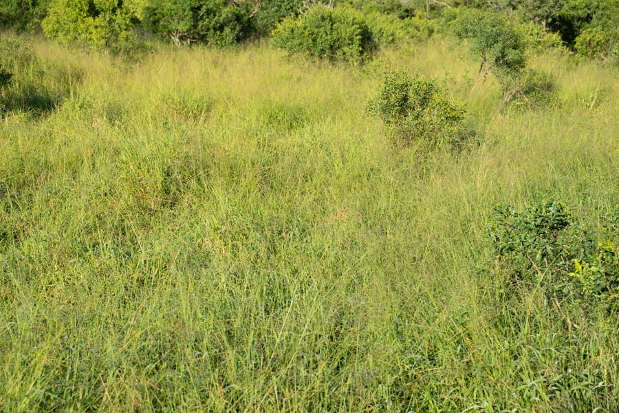 cheetah hiding in the grass