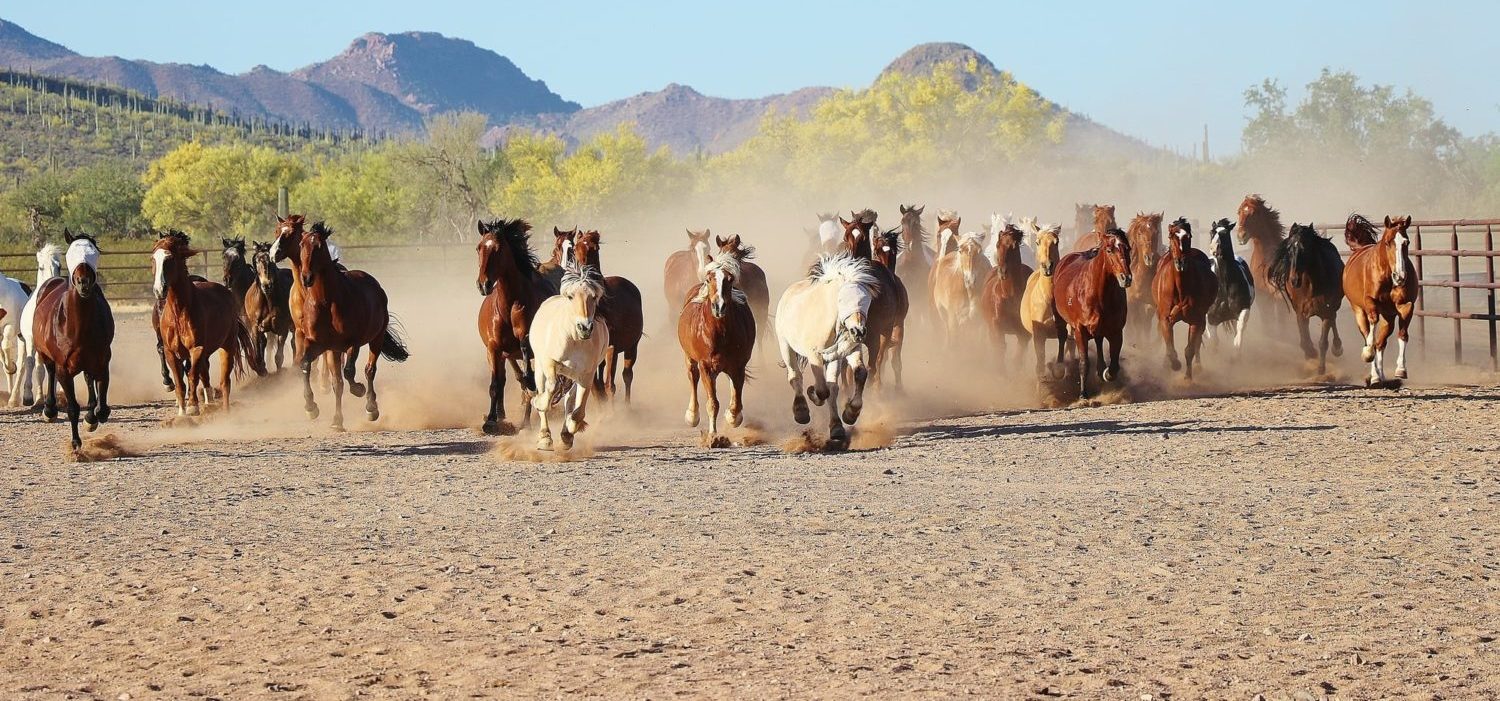 horse dude ranch arizona