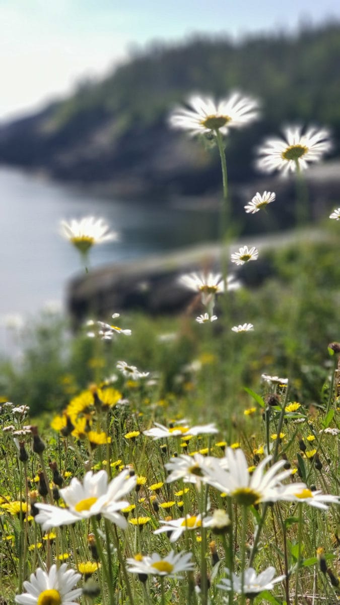 wildflowers Newfoundland