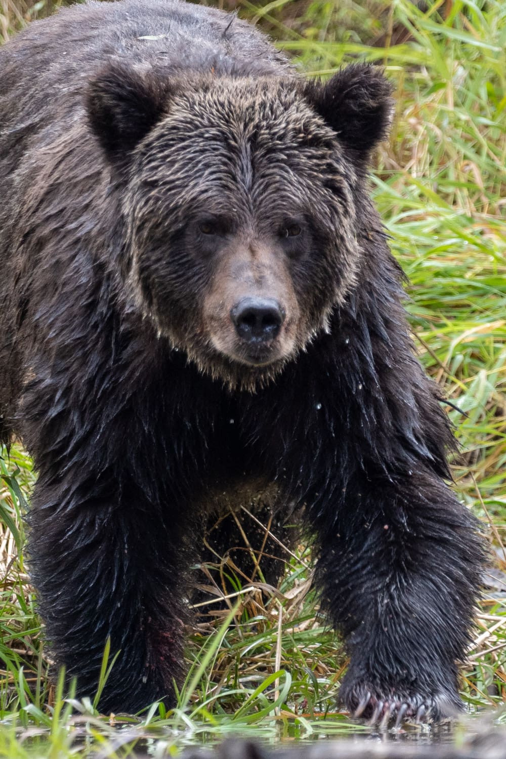 grizzly bear bella coola