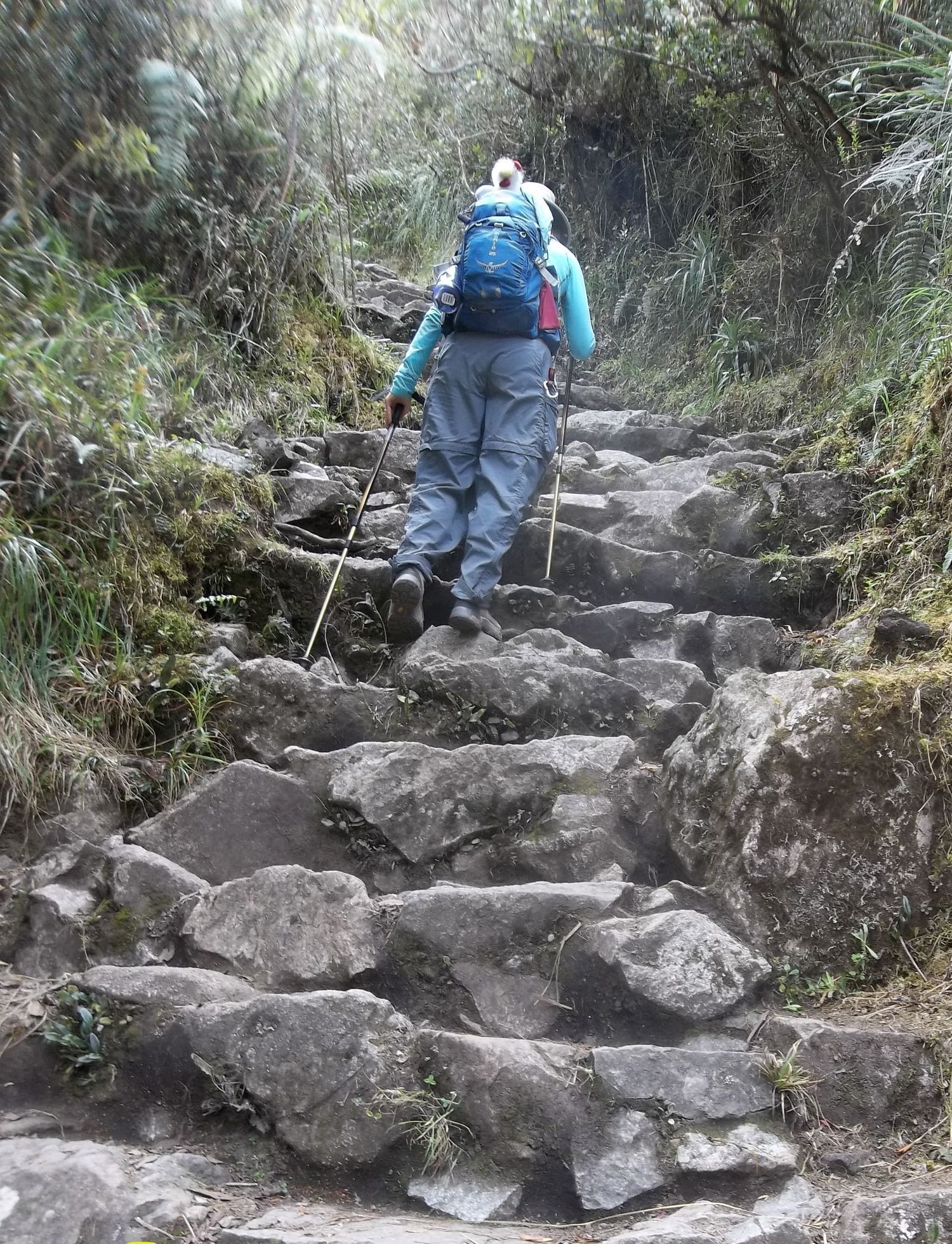 A hiker wearing a blue backpack and trekking poles climbs a steep, uneven stone staircase through a lush, mountainous trail. The dense greenery surrounds the rocky path, creating a rugged and immersive trekking experience. The hiker’s determined posture and sturdy gear suggest a challenging but rewarding ascent through this natural landscape.
