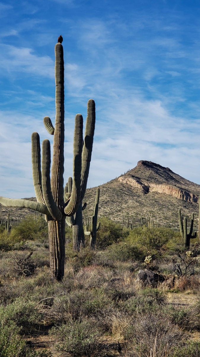 scottsdale desert cactus