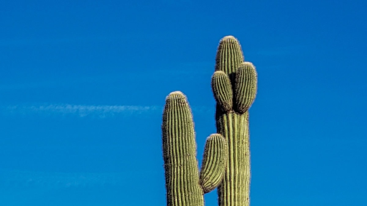 scottsdale desert saguaro cactus