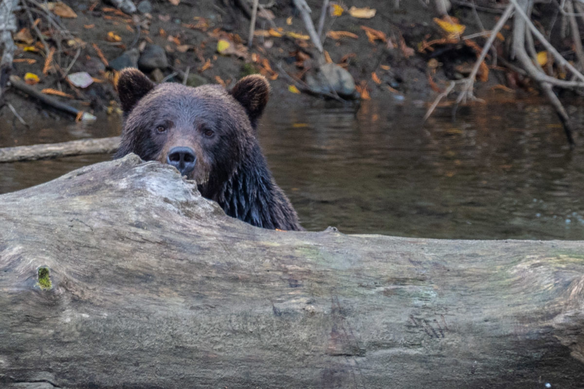 bear watching