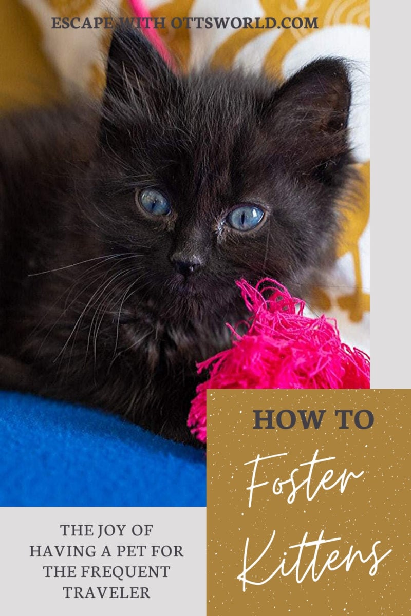 How to foster kittens