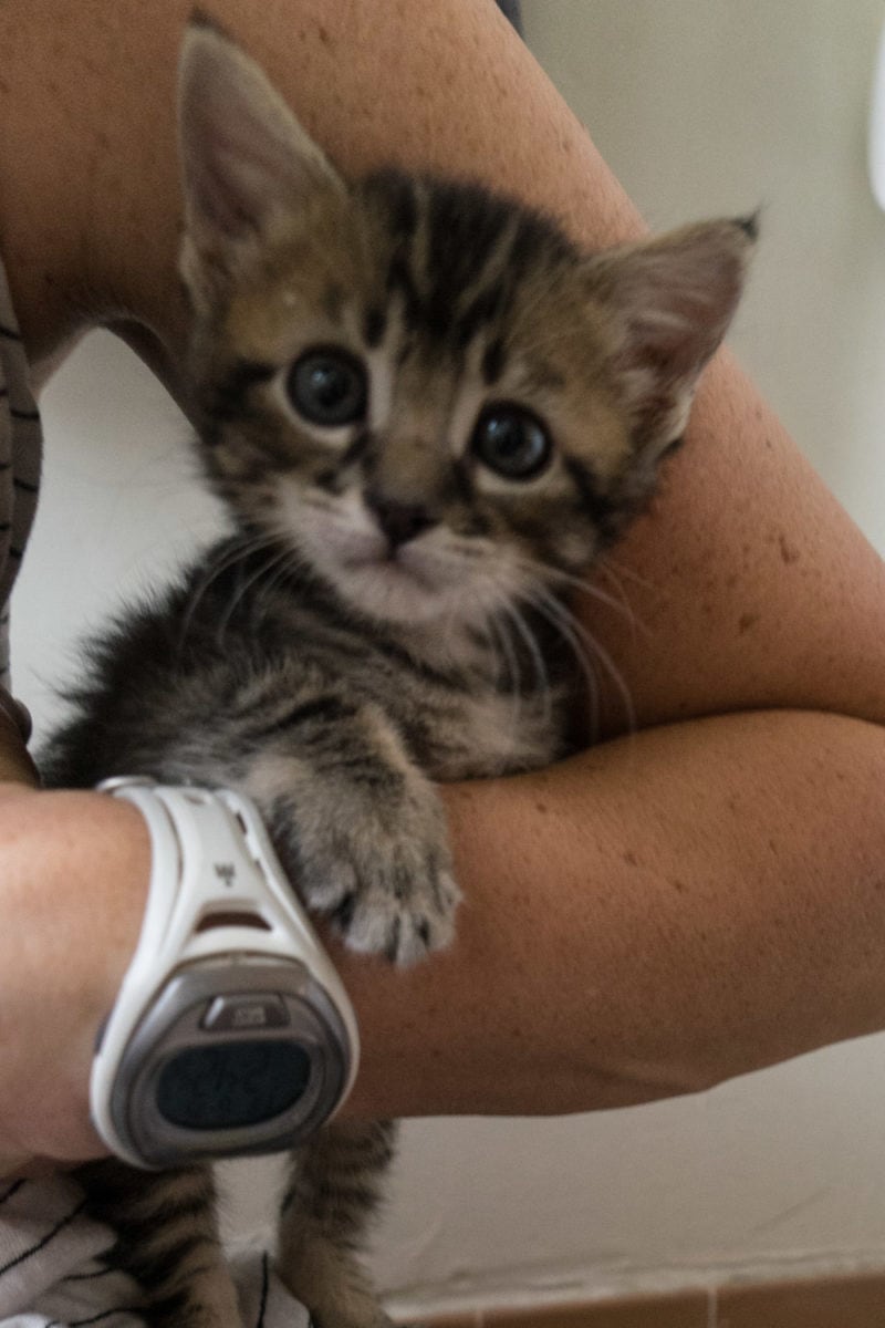foster kittens must be 2 pounds to adopt