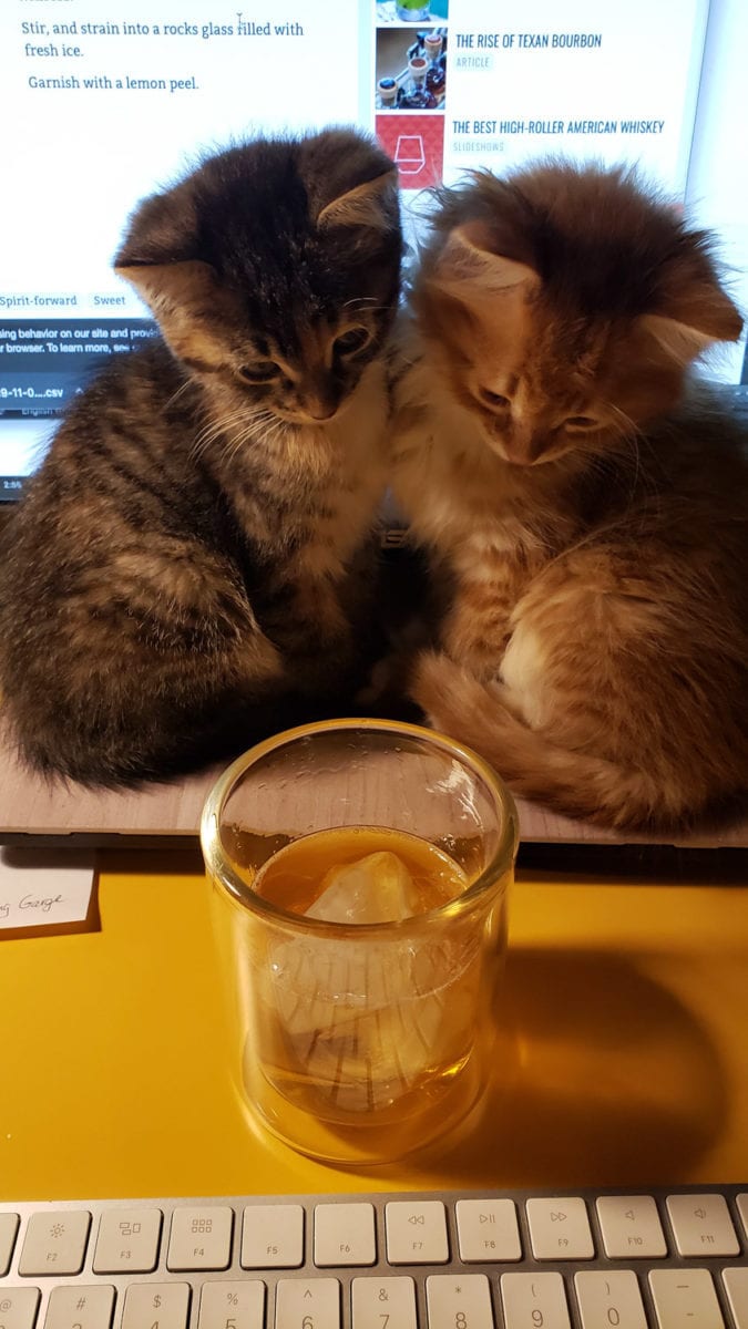 kittens eyeing my cocktail