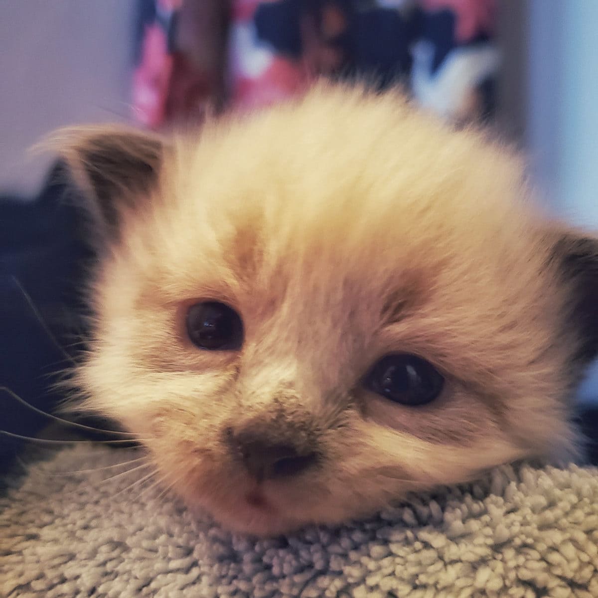 foster kitten 3 weeks