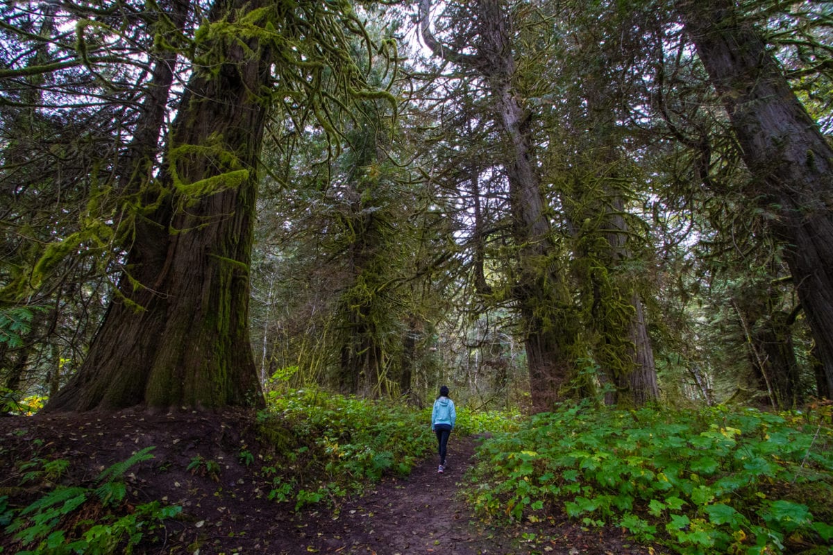 Walking through the cedar trees