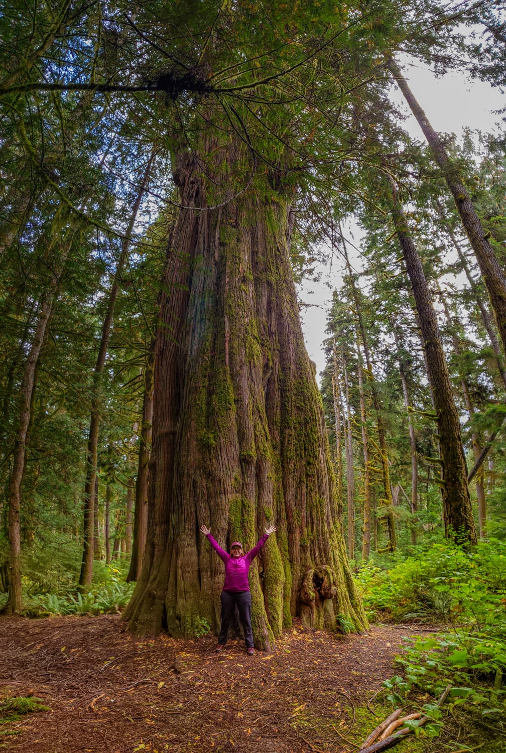 big cedar tree