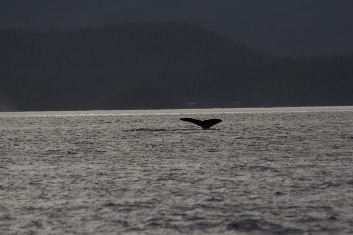 whale watching great bear rainforest