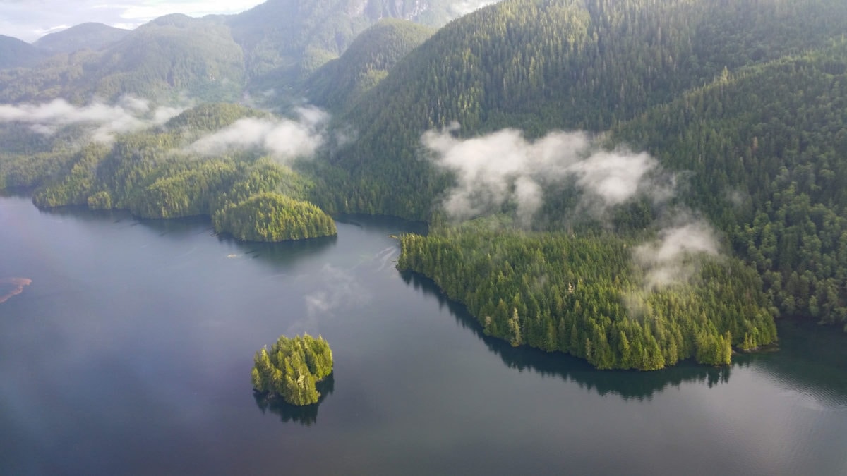 great bear rainforest from above