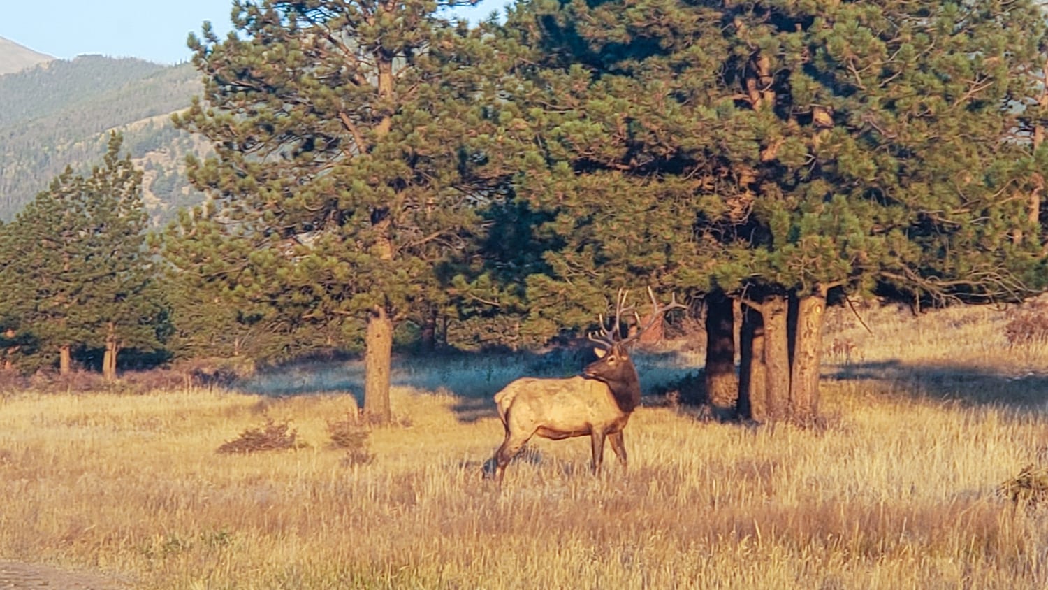 Rocky mountain national park elk